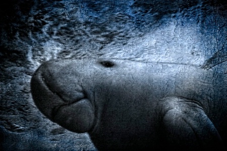 Dugong in Deep.