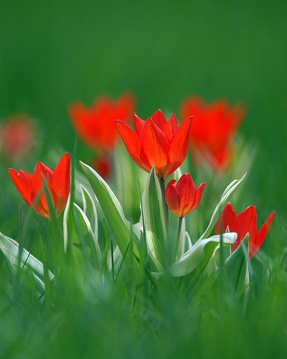 Tiny Tulips - ID: 8989299 © Eric Highfield