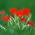 2Tiny Tulips - ID: 8989299 © Eric Highfield