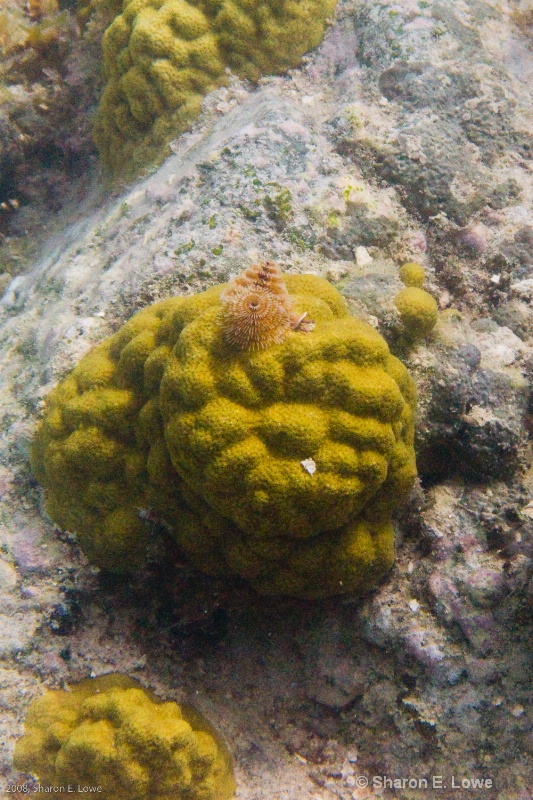 Christmas Tree Worm on Yellow Coral, Salt Pond Bay