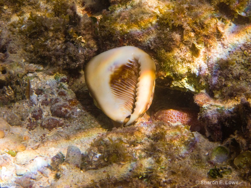 Hidden Octopus, Chocolate Hole Bay, USVI - ID: 8989395 © Sharon E. Lowe