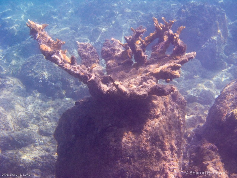 Elkhorn Coral, Chocolate Hole Bay, USVI - ID: 8989397 © Sharon E. Lowe