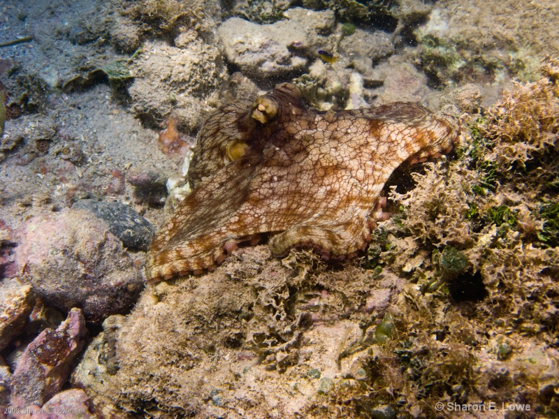 Octopus, Chocolate Hole Bay, USVI - ID: 8989398 © Sharon E. Lowe