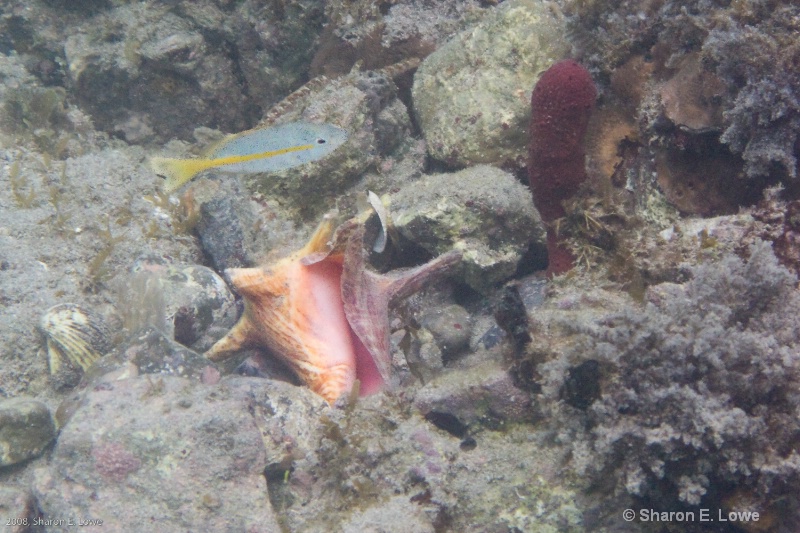 Yellowtail Snapper and a Whelk,  Francis Bay, St.  - ID: 8989409 © Sharon E. Lowe