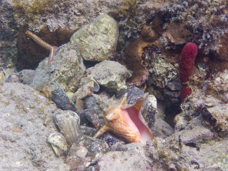 Whelk and a Sea Worm,  Francis Bay, St. John, USVI
