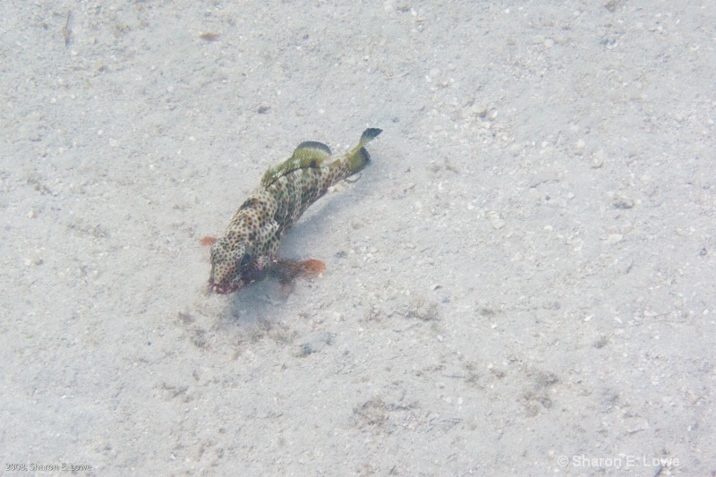 Red Lizardfish,  Francis Bay, St. John, USVI - ID: 8989411 © Sharon E. Lowe