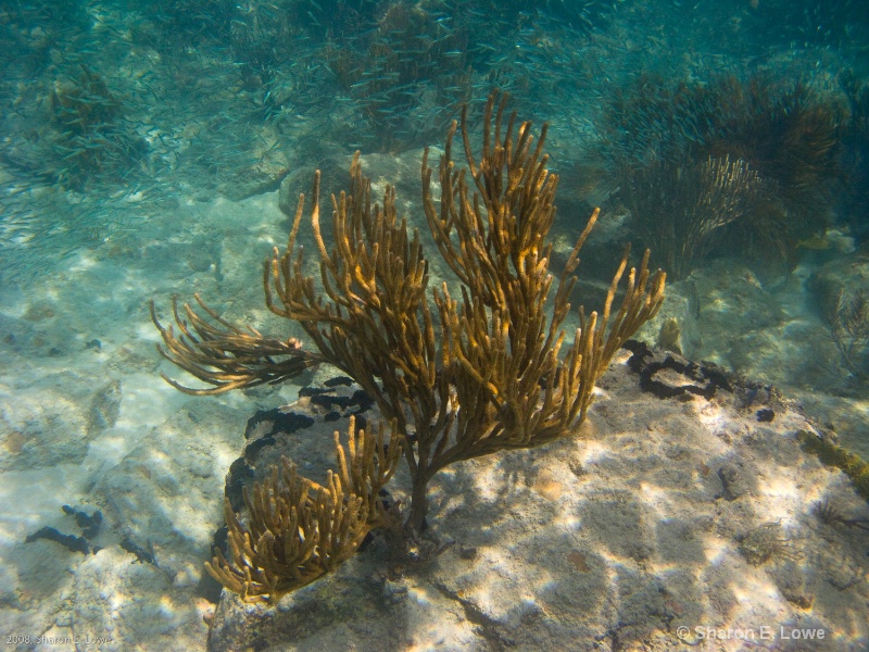 Bent Sea Rod Coral,  Francis Bay, St. John, USVI - ID: 8989412 © Sharon E. Lowe