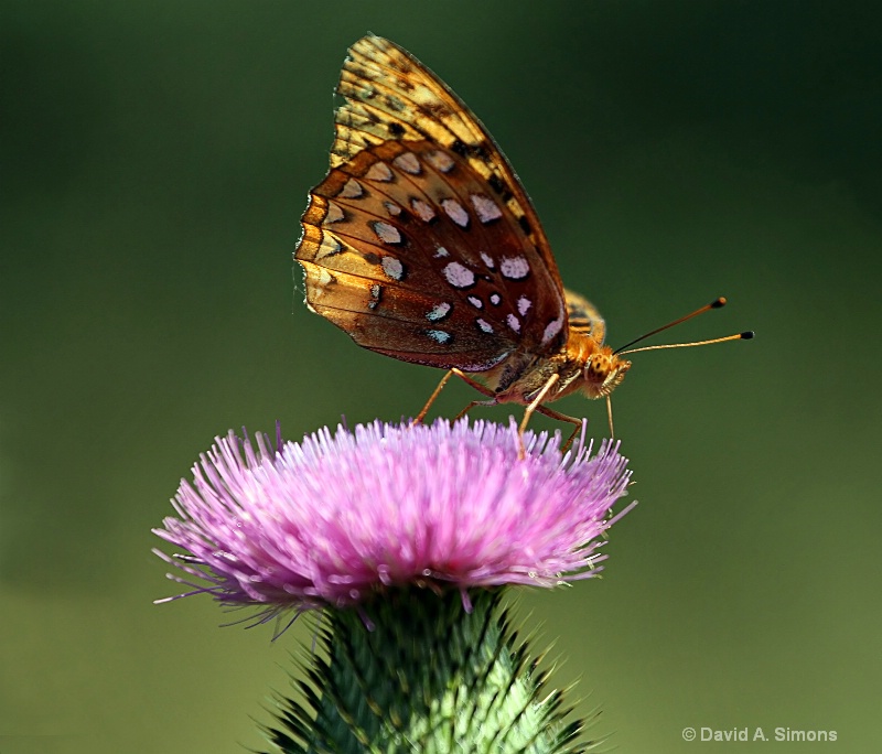 GreaterSpangled Fritillary