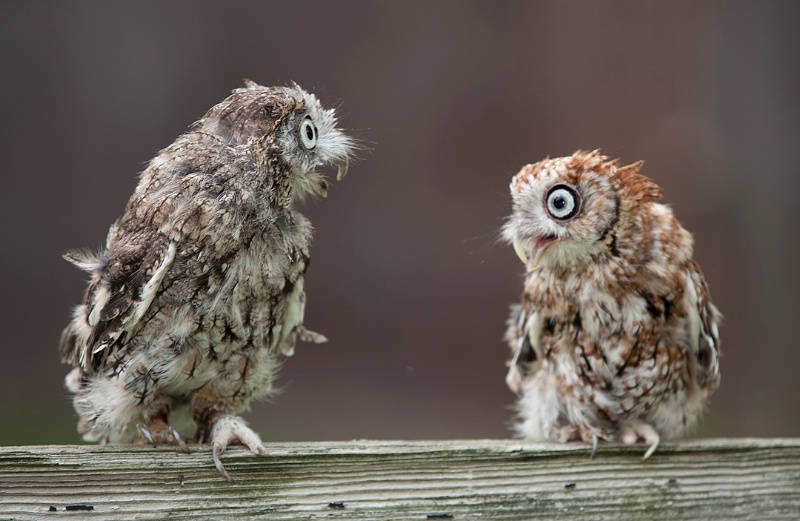Screech owls