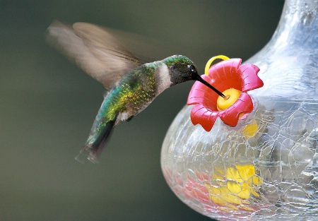 Thirsty Hummingbird