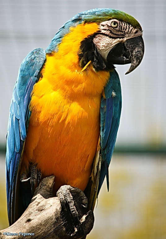 Ara Ararauna (Blue-and-yellow Macaw)