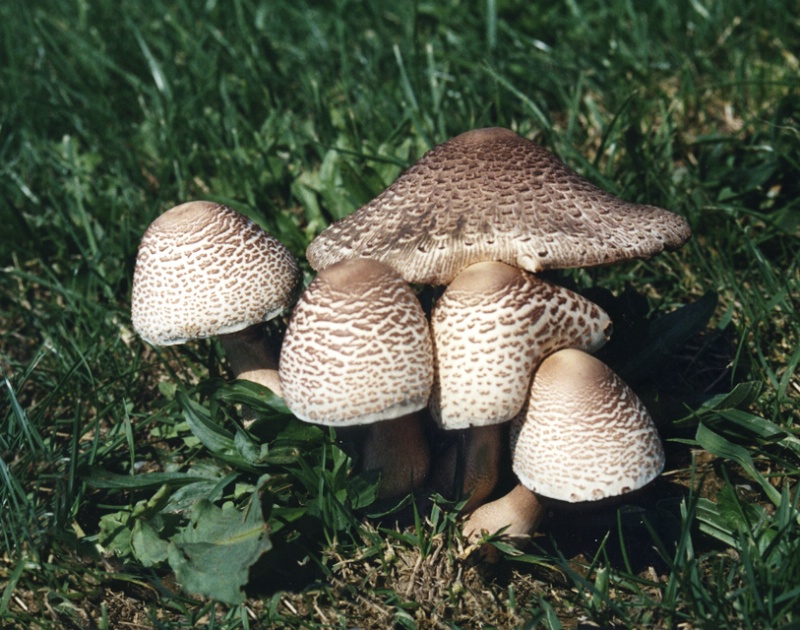 Bucky's Mushroom - ID: 8997274 © Marilyn S. Neel