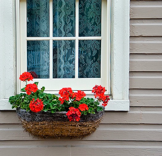 Geraniums - ID: 9000608 © Jack Kramer