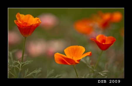 Poppies