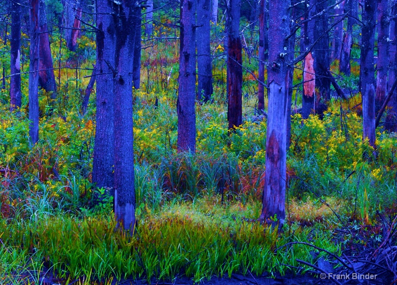 Colored Forest
