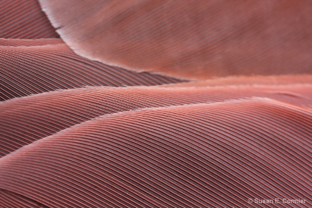 underside of a cardinal's wing!