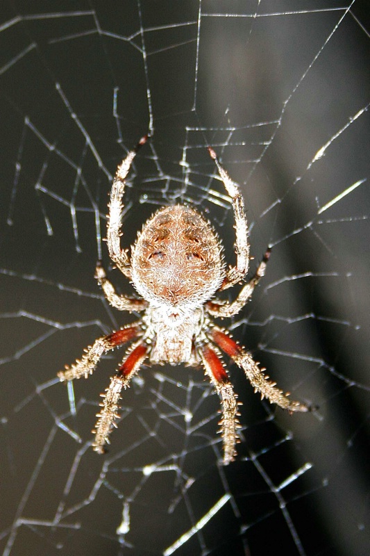 Nocturnal Orb Weaving Spider