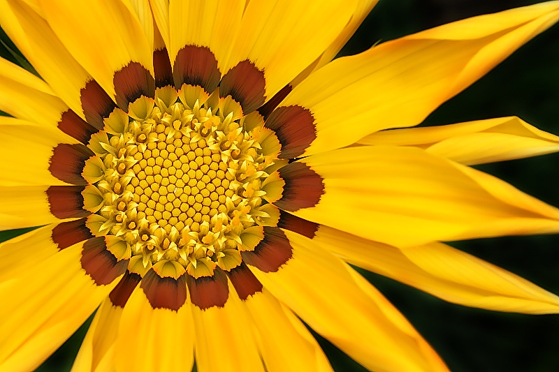 Gazania - ID: 9006991 © Laurie Daily