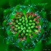 Baby Blanketflowe...