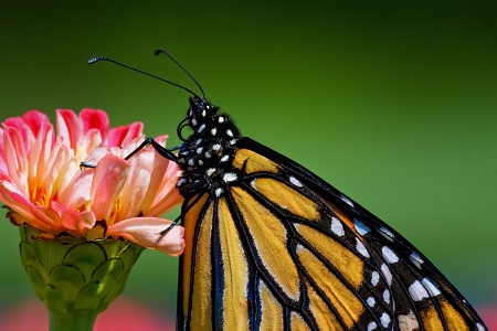 Monarch