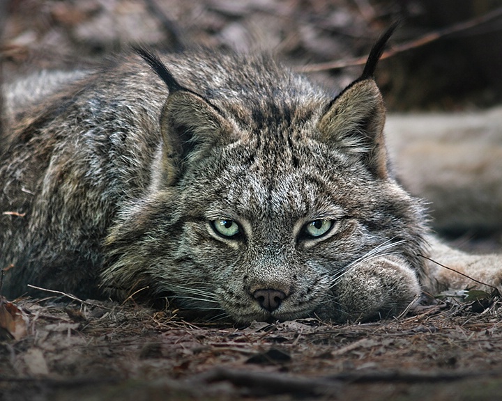 Icy Stare - ID: 9007298 © Eric Highfield