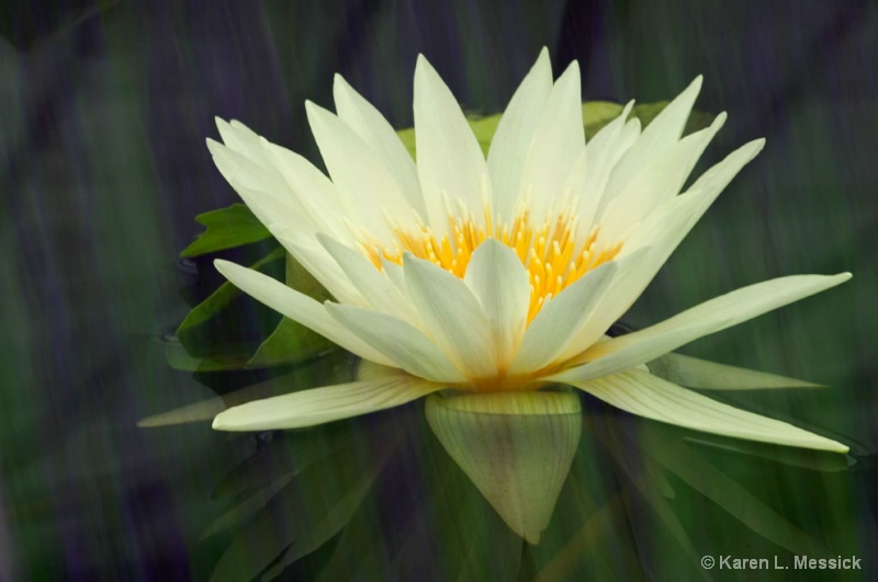 Water Colors Lily - ID: 9007574 © Karen L. Messick