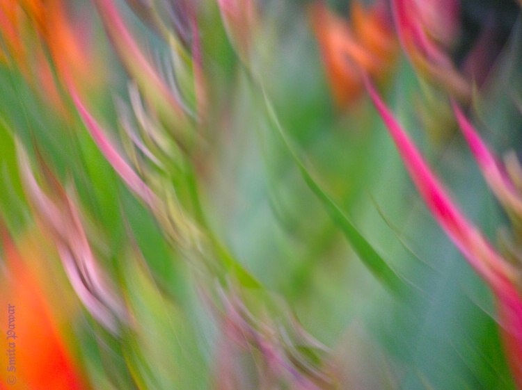 Birds of Paradise Flowers