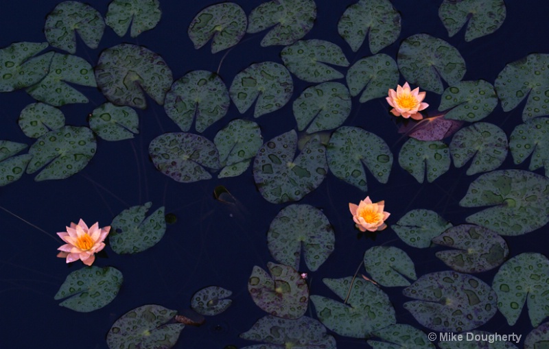 Water Lillies from above