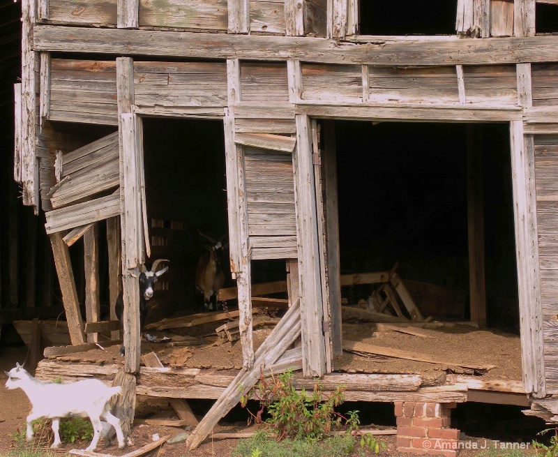 Goats in Old Barn