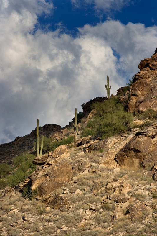 What Saguaro said to the clouds.... - ID: 9009958 © Patricia A. Casey