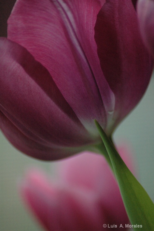 Tulips By The Window - ID: 9010130 © Luis A. Morales