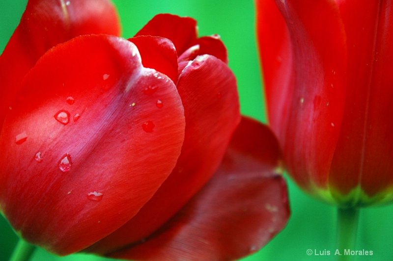 Tulip's Kiss - ID: 9010134 © Luis A. Morales