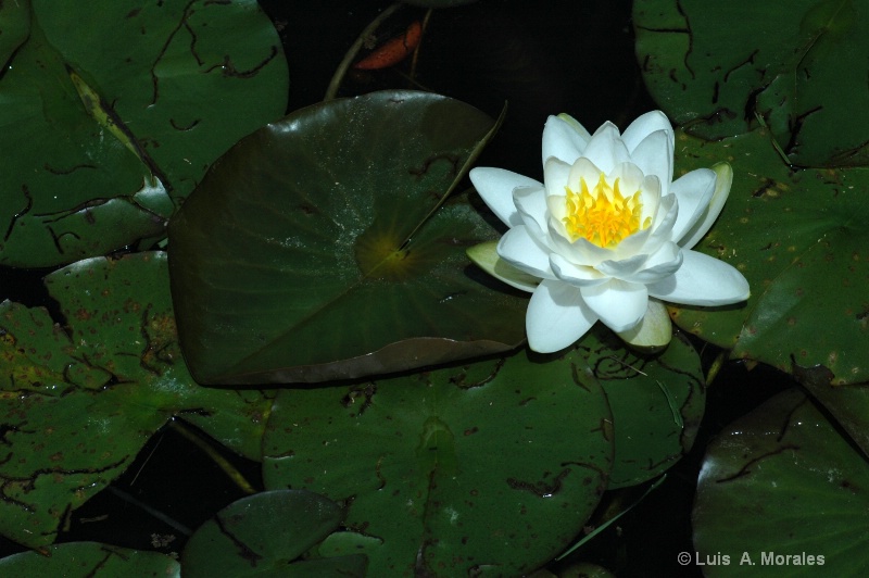 Waterlily - ID: 9010136 © Luis A. Morales