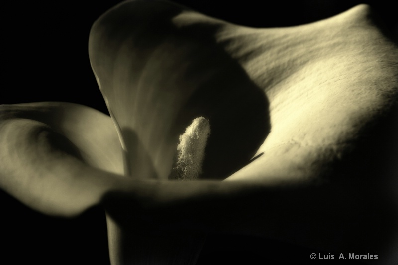 Calla Lily Sunset - ID: 9010182 © Luis A. Morales