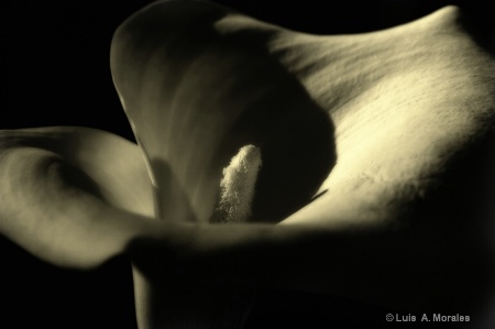 Calla Lily Sunset