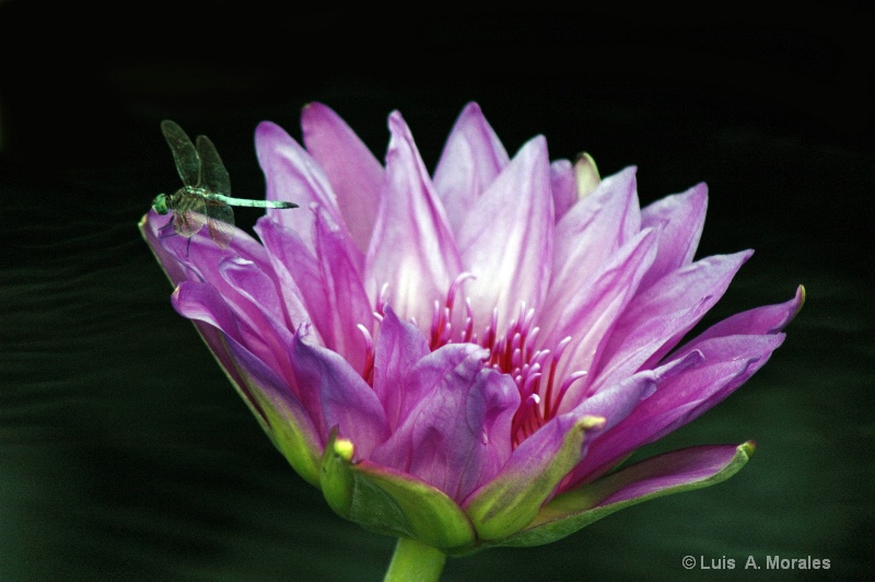 Dragonfly &  Water Lily - ID: 9010190 © Luis A. Morales