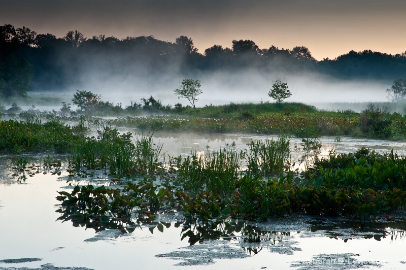 The Great Swamp - ID: 9010895 © Deborah C. Lewinson