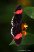 Butterfly#1