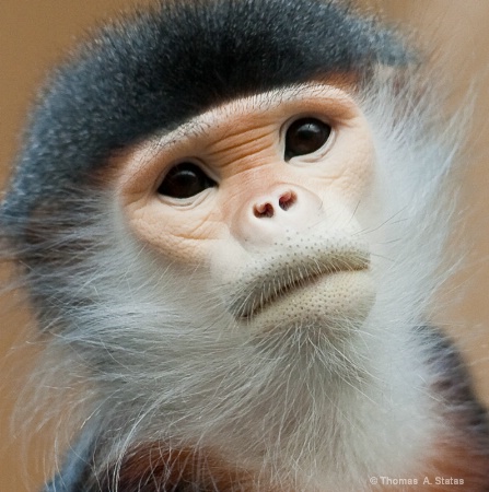 Douc Langur