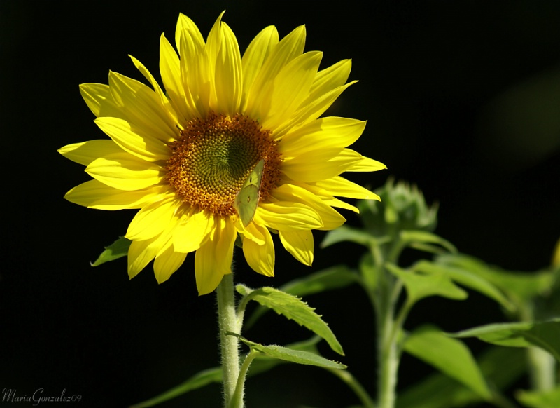 Sun Lit Sunflower