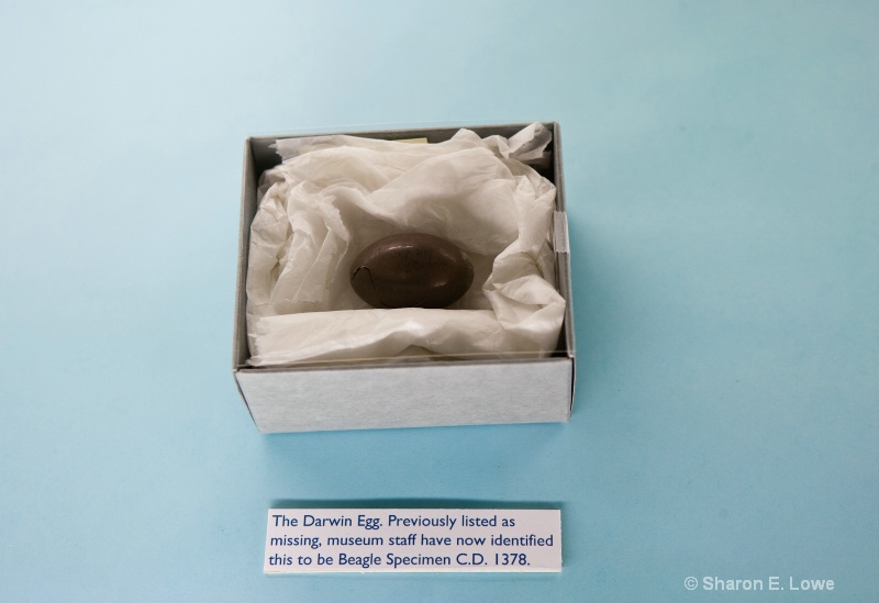 Darwin's Lost Egg - ID: 9012863 © Sharon E. Lowe
