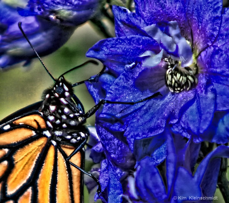 Larkspur and Monarch