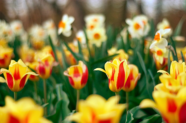 April Flowers - ID: 9017443 © Eric Highfield