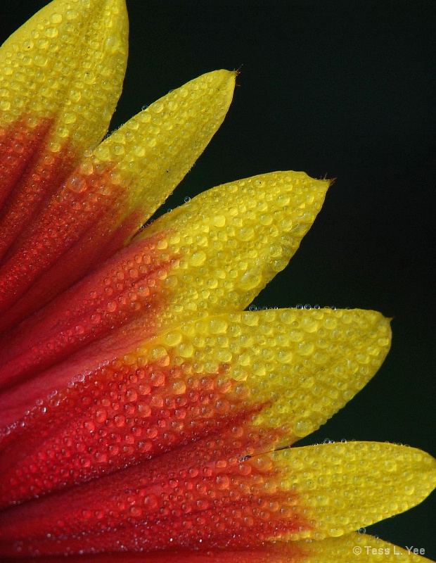 Dewy Blanket(flower)