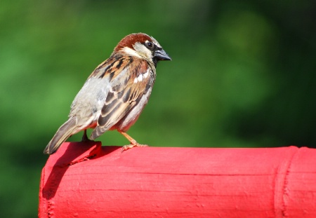 Sparrow