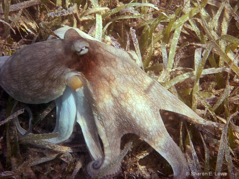 Octopus, Chocolate Hole Bay - ID: 9019098 © Sharon E. Lowe