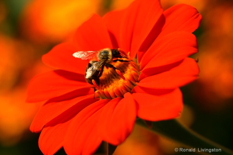 Bee Holdin" - ID: 9019814 © Ron Livingston