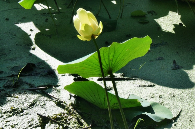 One Lotus
