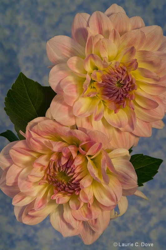 Dahlias, Pink and yellow Duet