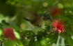Hummingbird